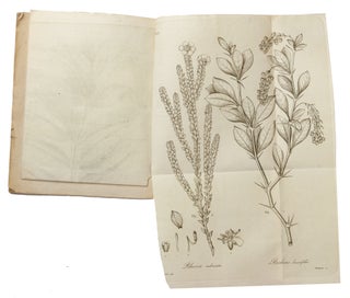 Plantarum brasiliensium. Decas Prima / Secunda / Tertia.