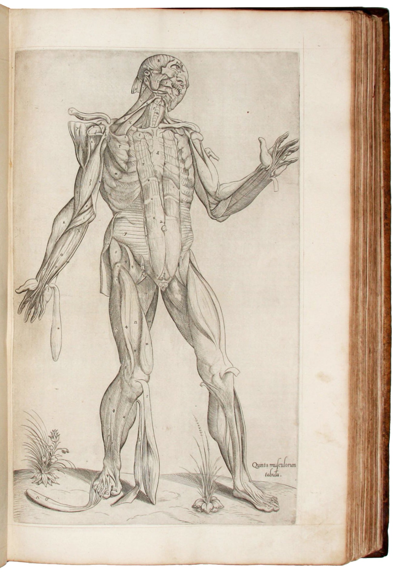 anatomie le corps humain geant 54 pces