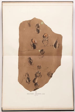 Item #5294 The Ichnology of Annandale or Illustrations of Footmarks Impressed on the New Red...
