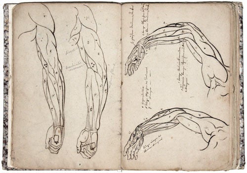 Item #5356 Anatomie Maler Studien. Adam BRENNER.