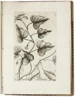 Osservazioni fitologiche sopra alcune piante esotiche introdotte in Roma fatte nell’anno 1788 [1789, 1790].