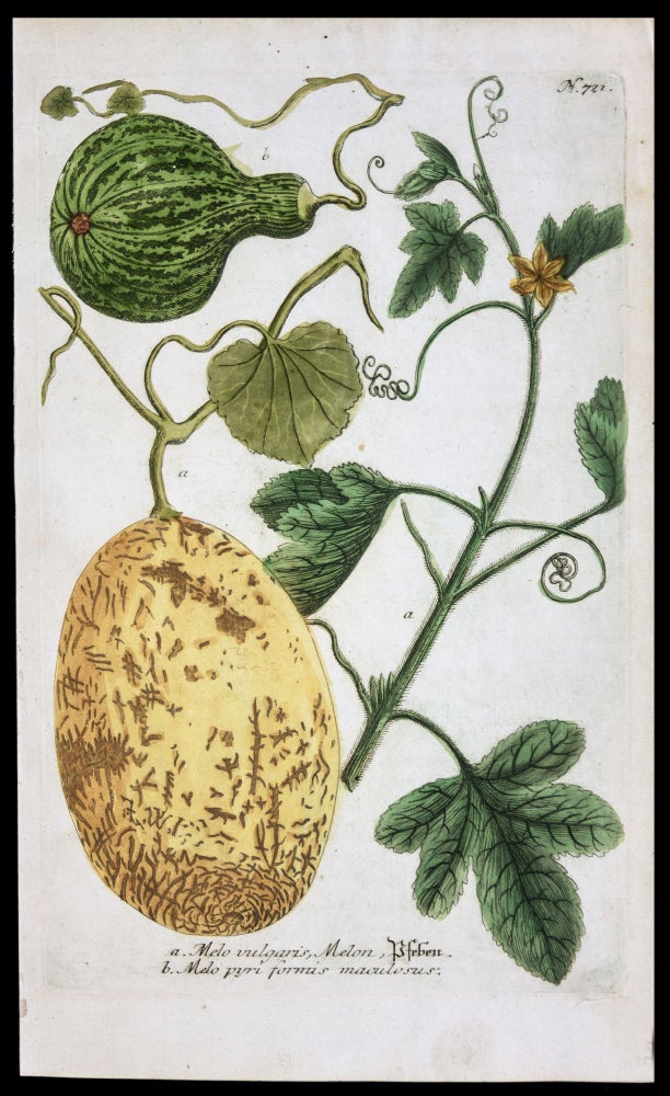 Item #w721 Melo vulgaris, Melon …[with] Melo viridis striatus et maculosus …. WEINMANN Johann Wilhelm.